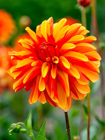 Dahlia Japlou