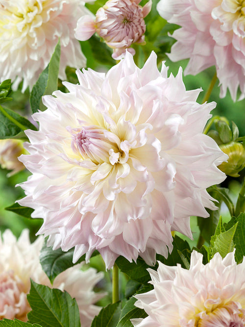 Dahlie Ka’s Cloud mit großen weißen Blüten
