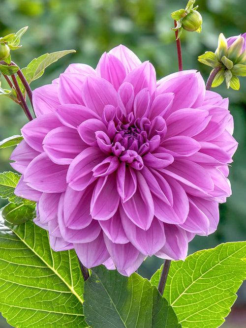 Dahlie (Dahlia) 'Lilac Time' – Dahlienknollen kaufen