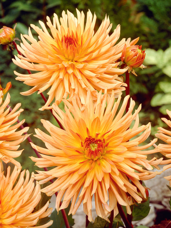 Halbkaktus-Dahlie Ludwig Helfert im Sommergarten