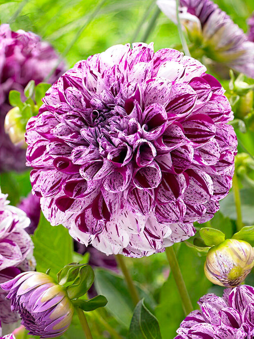 Dahlie Marble Ball kaufen