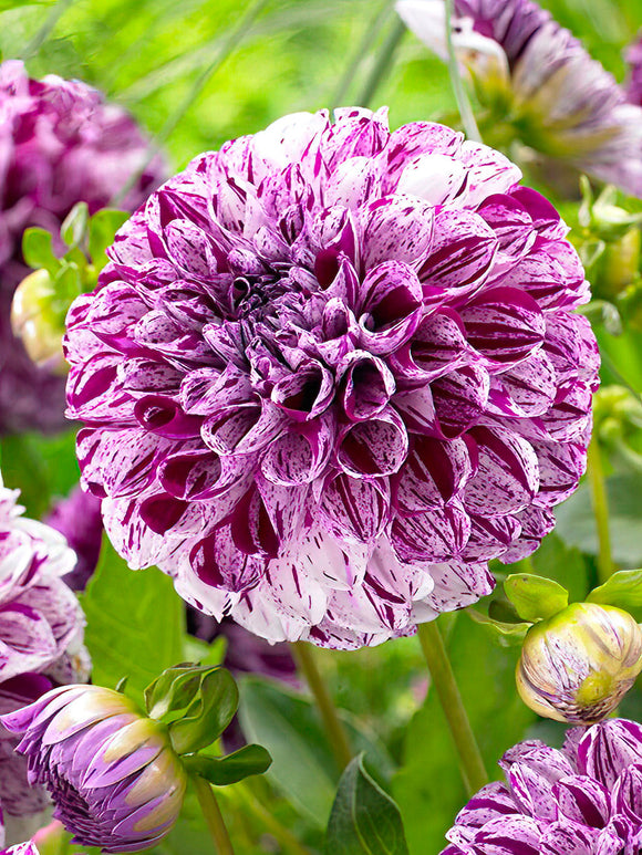 Dahlie Marble Ball kaufen