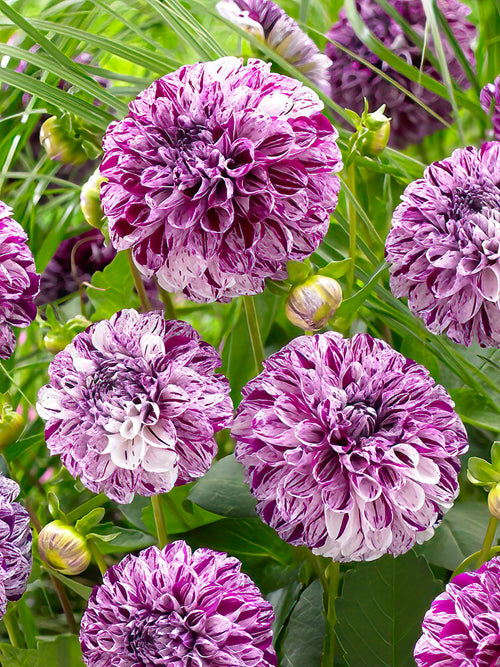 Dahlie Marble Ball dahliaknollen bestellen