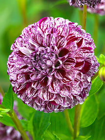 Dahlie Marble Ball