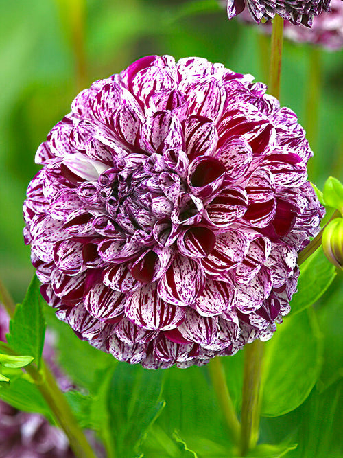 Dahlie Marble Ball