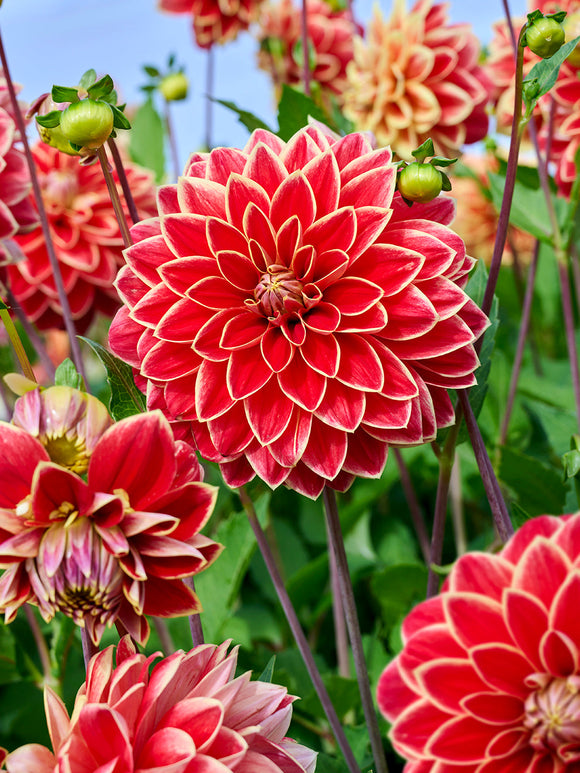 Zweifarbige Zier-Dahlie Maxime im Gartenbeet