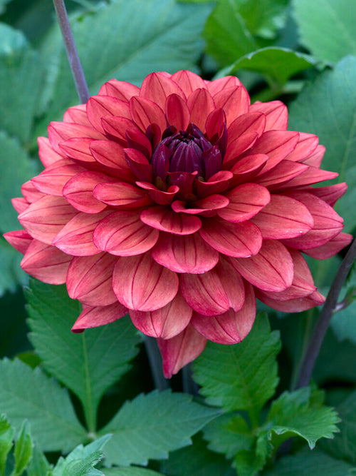 Dahlie Missis Miley mit rosé-bronzefarbenen Blüten
