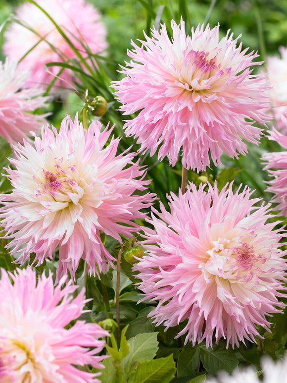 Dahlie Nadia Ruth mit großen pastellfarbenen Blüten