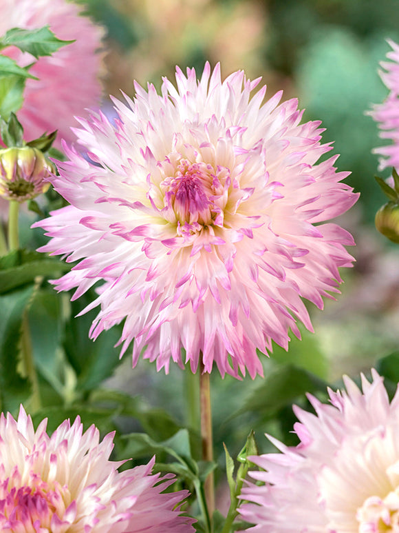 Blühende Fransen-Dahlie Nadia Ruth im Garten