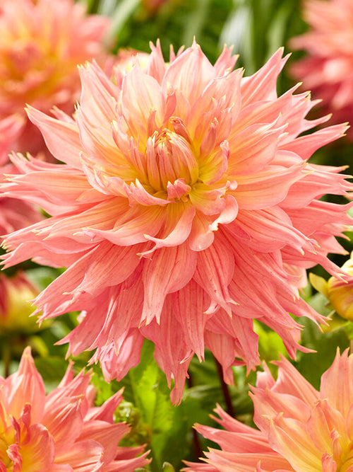 Dahlia 'Omega' - Schmuckdahlien