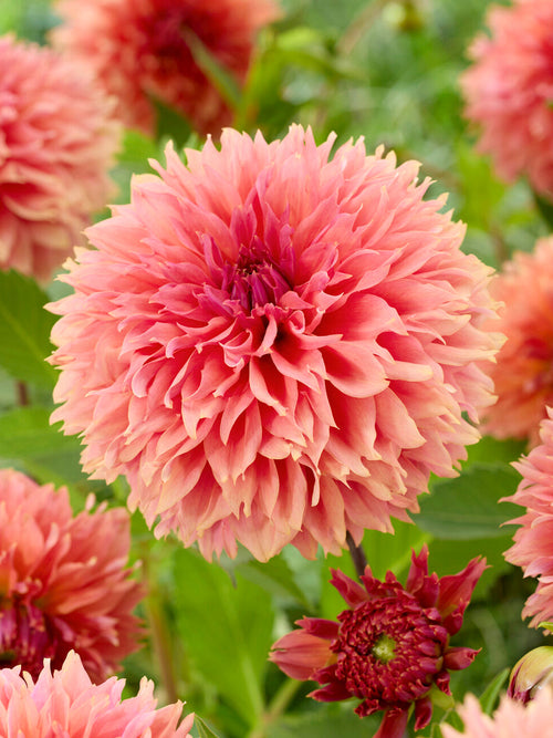 Dahlie Orange Fubuki mit gefransten orangefarbenen Blüten