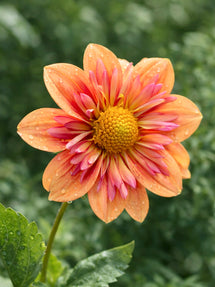 Dahlie Orange Hype