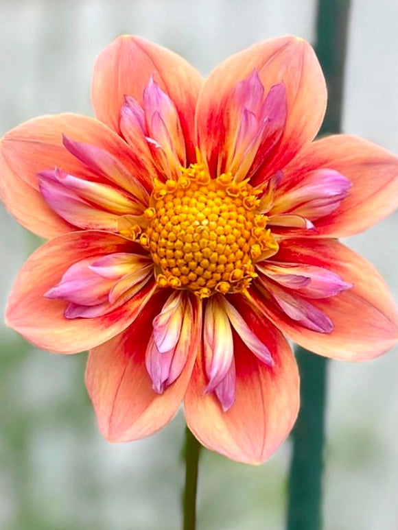 Kragen-Dahlie Orange Hype im Sommerbeet