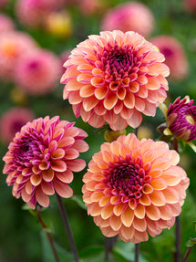 Dahlie Palmares