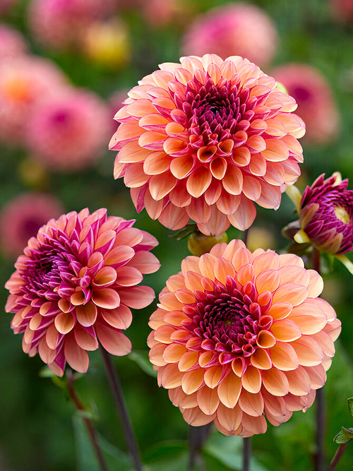 Dahlie Palmares - Dahlien bestellen