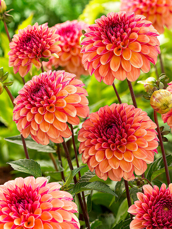 Dahlie Palmares Dahlienknollen