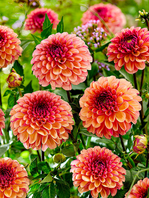Dahlien Palmares