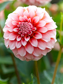 Dahlie Peaches