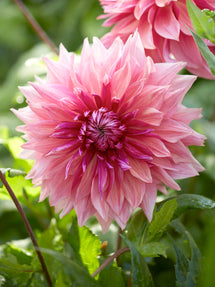 Dahlie Penhill Dark Monarch