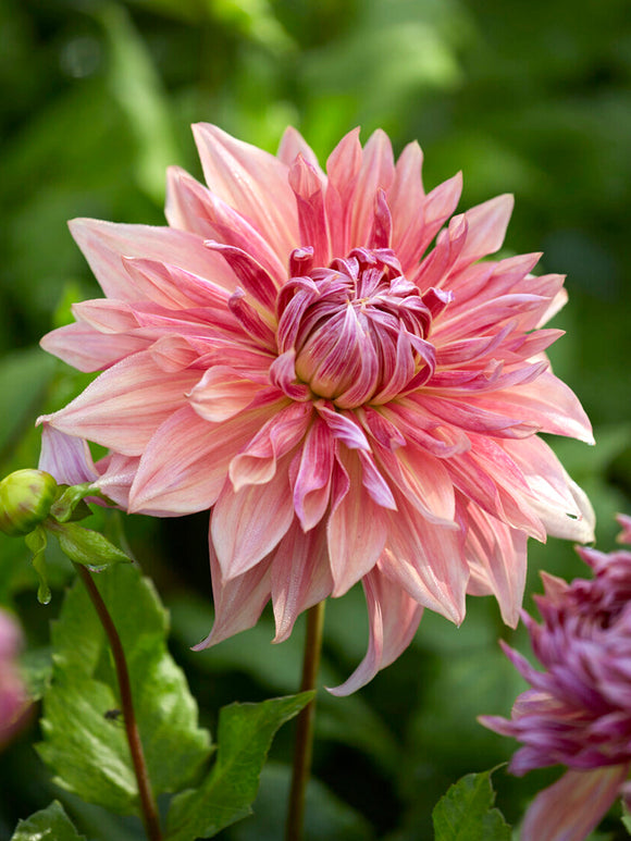 Teller-Dahlie Penhill Dark Monarch im Garten
