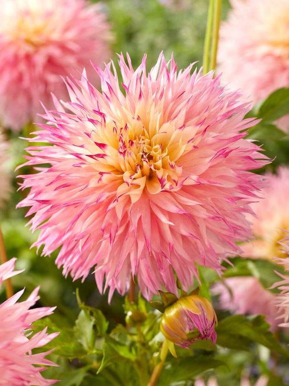 Fransen-Dahlie Pinelands Princess im Sommergarten