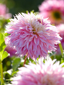 Dahlie Pinelands Princess