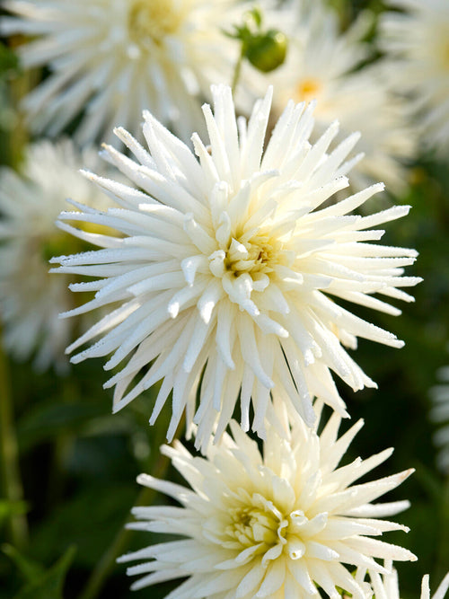 Kaktus-Dahlie Playa Blanca im Gartenbeet