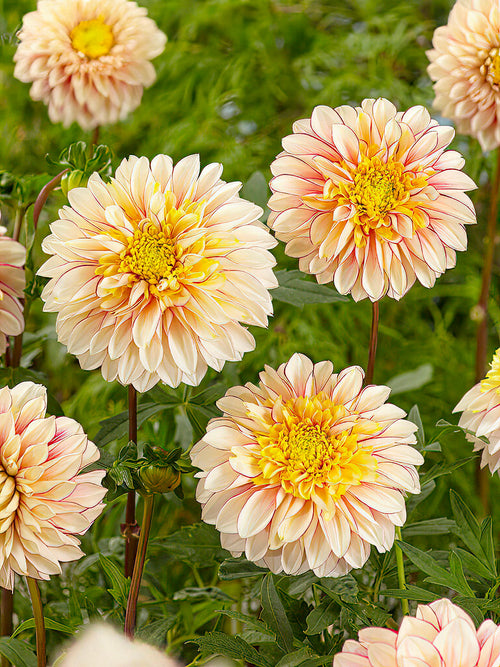 Dahlien Polka