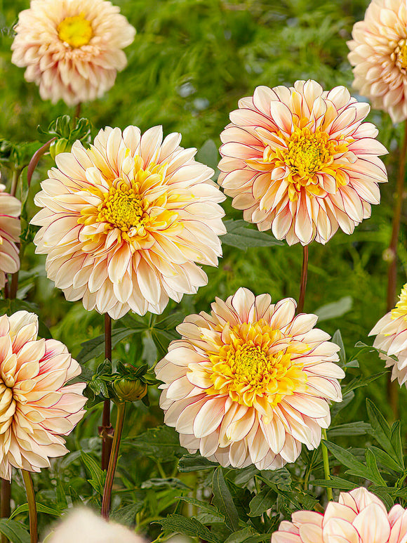 Dahlien Polka
