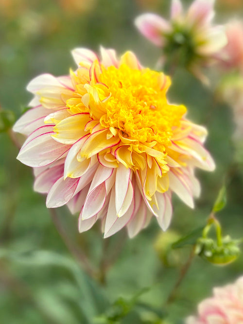 Dahlien ‘Polka’ Dahlienknollen