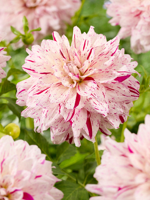 Dahlie Prince Valiant