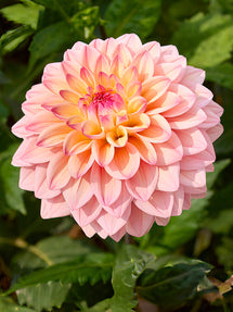 Dahlie Princesse Elisabeth