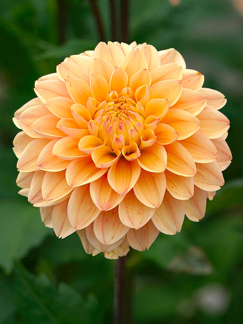 Dahlie Princesse Elisabeth Dahlien kaufen