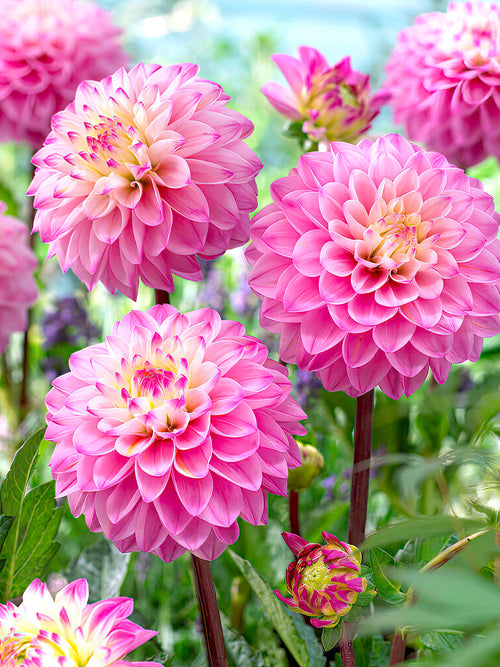 Dahlie Princess Laetitia Dahlienknollen bestellen