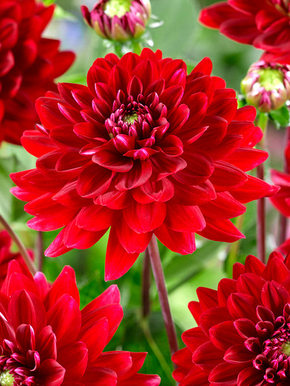 Dahlie Red Runner
