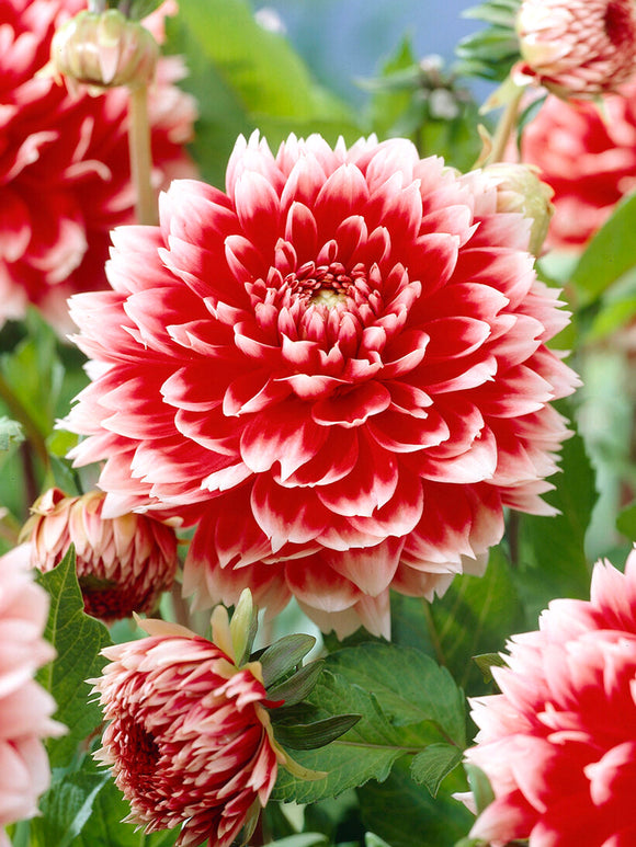 Fransen-Dahlie Red and White Fubuki im Gartenbeet