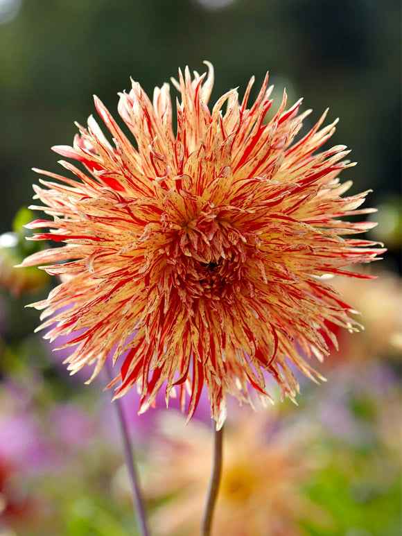 Dahlie Rejman’s Firecracker mit feurigen Fransenblüten