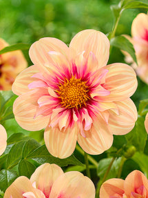Dahlie Rhubarb and Custard