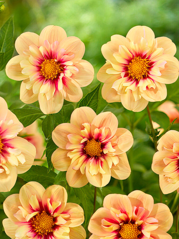 Dahlie Rhubarb and Custard - Dahlienknollen kaufen