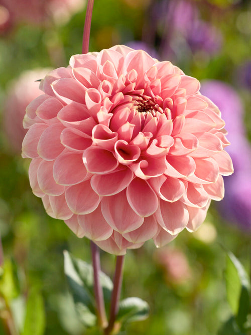 Dahlie Romance mit pfirsichfarbenen Blüten