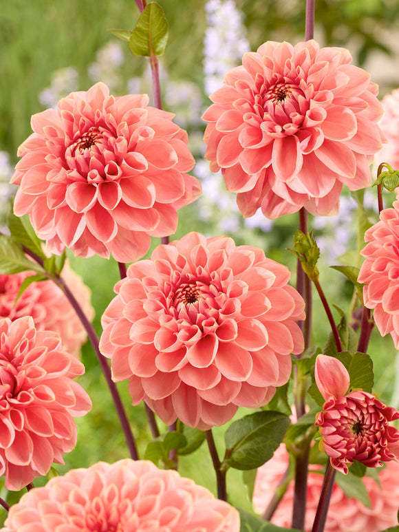 Dahlie Romance in weichen Pastellfarben