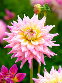 Dahlie Romantique