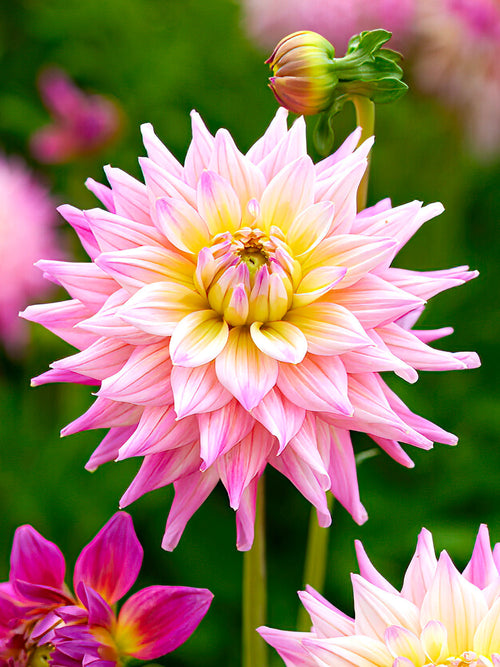 Dahlie Romantique Dahlienknollen