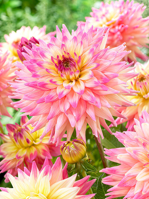 Dahlienknollen bestellen Romantique