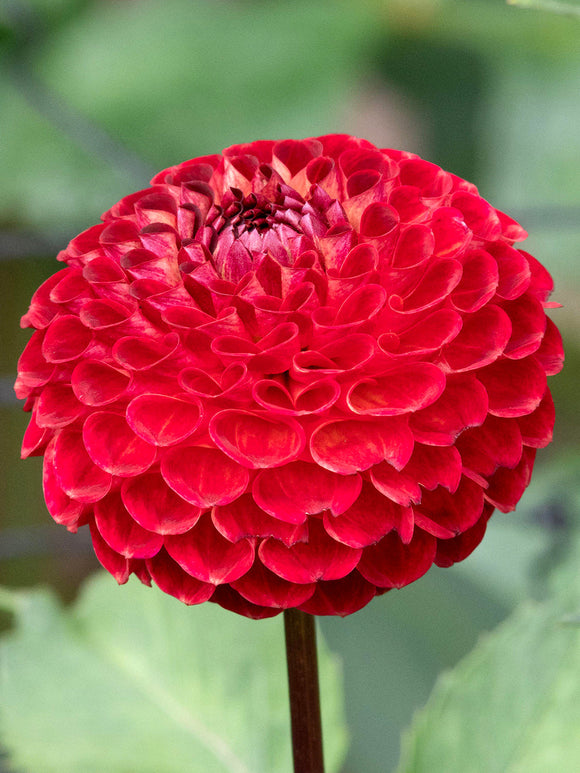 Kugeldahlie Ryecroft Blackberry im Gartenbeet