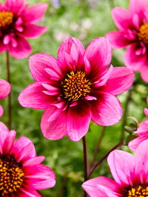 Dahlie Skyfall