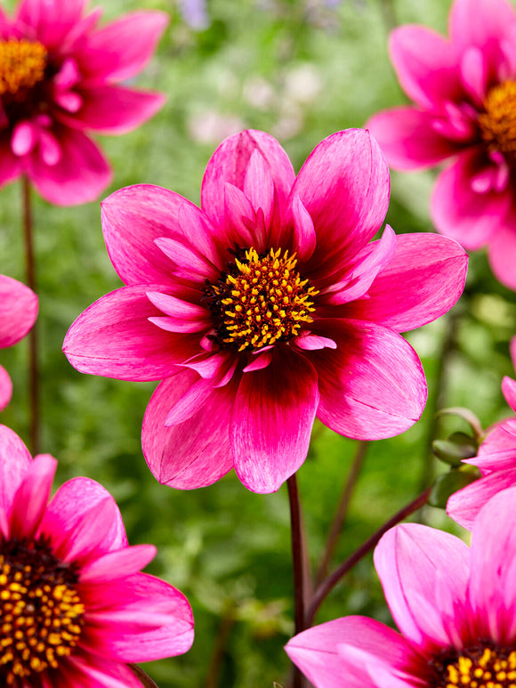 Dahlie Skyfall mit lila Kranzblüten