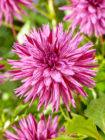 Dahlie Striped Ambition