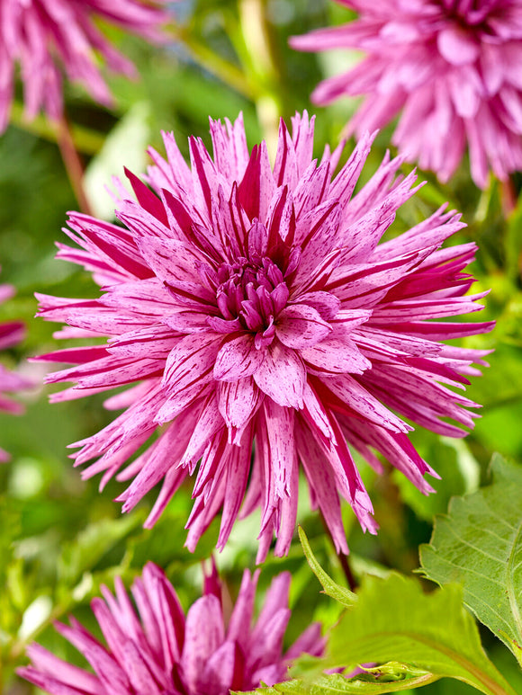 Dahlie Striped Ambition mit gestreiften Kaktusblüten