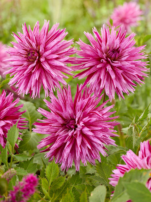 Nahaufnahme der rosa-violetten gestreiften Blüten